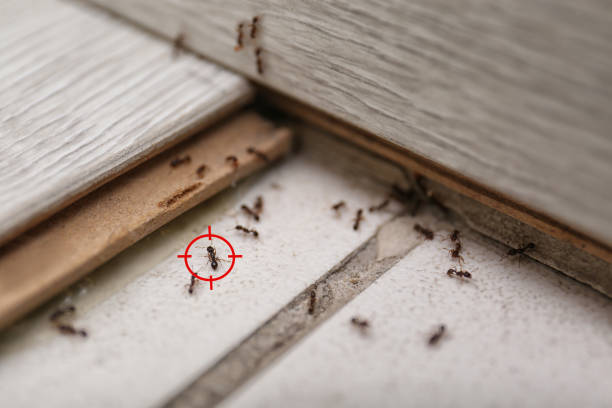Spider Control Near Me in Watchung, NJ