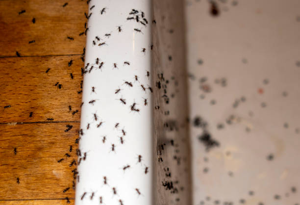 Best Cockroach Control Services  in Watchung, NJ