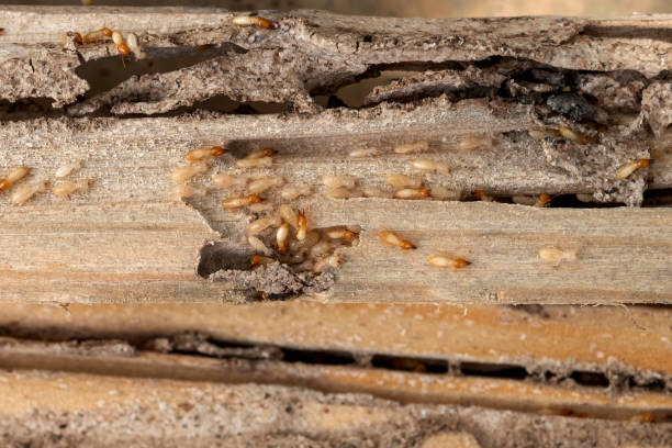 Pest Prevention Services in Watchung, NJ